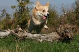 CORGI PEMBROKE 1020